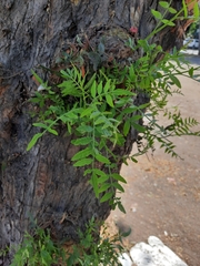 Schinus molle