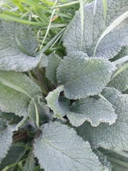 Borago officinalis