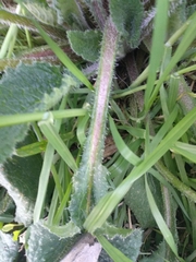 Borago officinalis