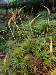 Atrichum flavisetum