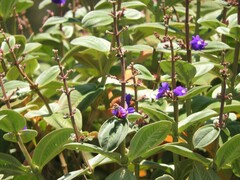 Pleroma heteromallum