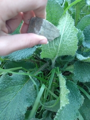 Borago officinalis