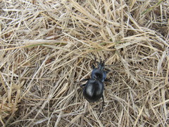 Carabus finitimus