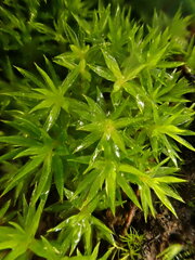 Polytrichum longisetum