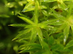 Polytrichum longisetum