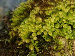 Campylophyllum halleri