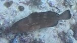 Epinephelus morio