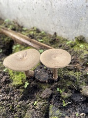 Lentinus