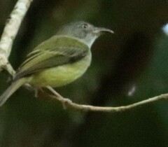 Oncostoma cinereigulare