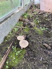 Lentinus