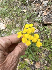 Erysimum capitatum