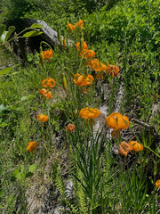 Lilium pardalinum wigginsii