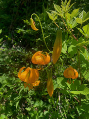 Lilium pardalinum wigginsii