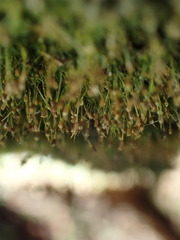 Brachydontium trichodes