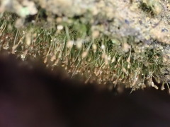 Brachydontium trichodes