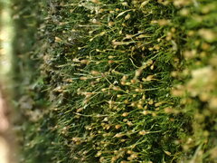 Brachydontium trichodes