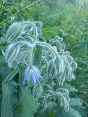 Borago officinalis