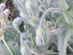 Borago officinalis
