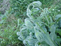 Borago officinalis