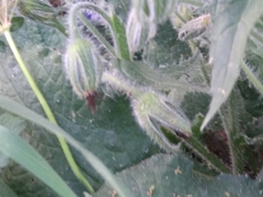 Borago officinalis