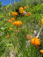 Lilium pardalinum wigginsii