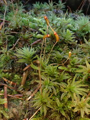 Atrichum flavisetum
