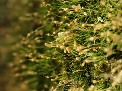 Brachydontium trichodes