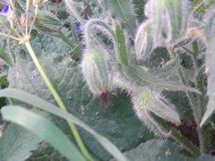 Borago officinalis