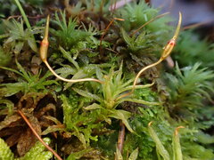 Atrichum flavisetum
