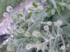 Borago officinalis