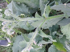 Borago officinalis