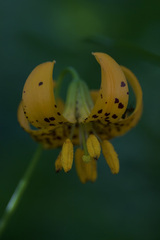 Lilium pardalinum wigginsii