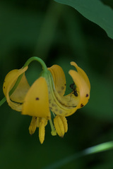 Lilium pardalinum wigginsii