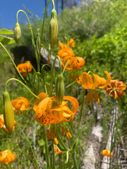 Lilium pardalinum wigginsii