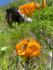 Lilium pardalinum wigginsii