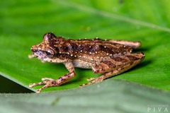 Scinax rizibilis