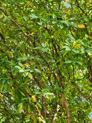 Syzygium samarangense