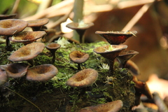 Lentinus