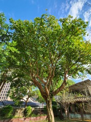 Syzygium samarangense