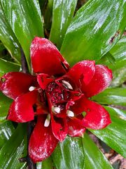 Nidularium innocentii