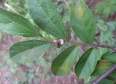 Grewia flavescens