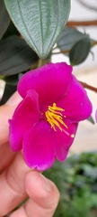 Andesanthus