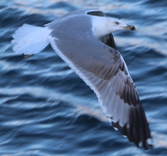 Larus michahellis