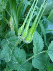 Erodium moschatum