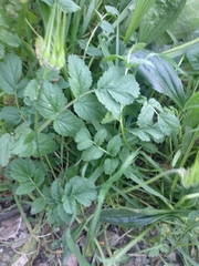 Erodium moschatum