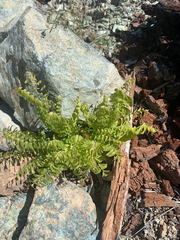 Adiantum aleuticum aleuticum