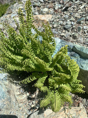 Adiantum aleuticum aleuticum