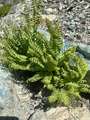 Adiantum aleuticum aleuticum