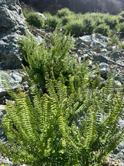 Adiantum aleuticum aleuticum