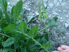 Erodium moschatum